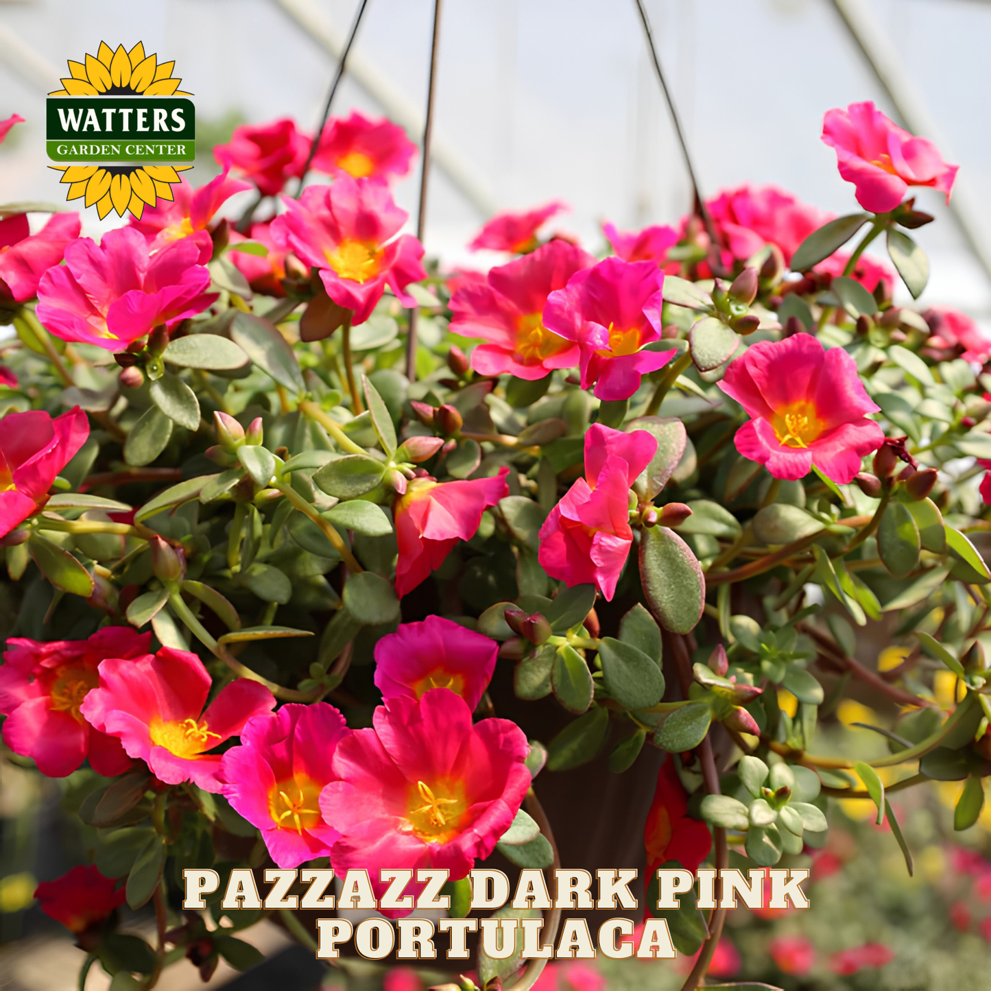 Pazzazz Dark Pink Portulaca flowers with Watters Garden Center logo.