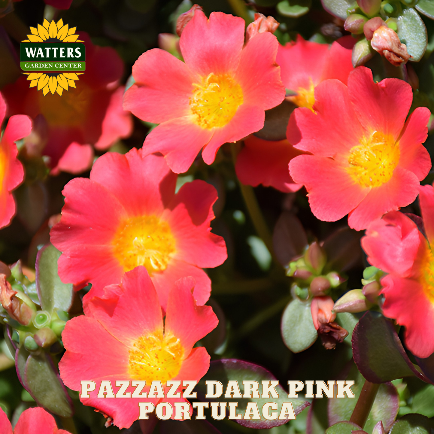 Pazzazz Dark Pink Portulaca flowers with Watters Garden Center logo.