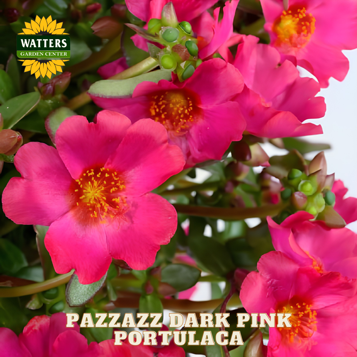 Close-up of pink portulaca flowers with Watters Garden Center branding.