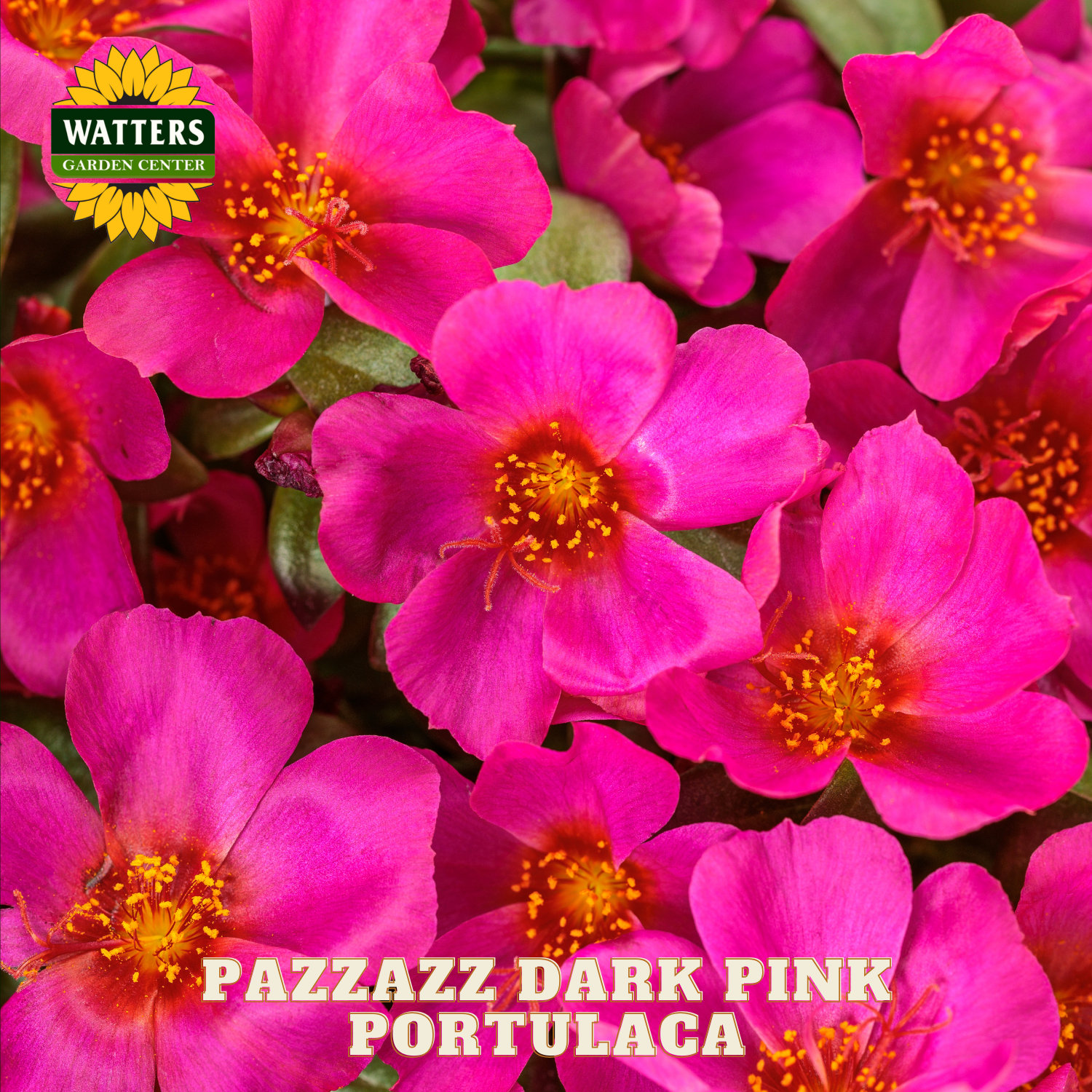 Close-up of pink portulaca flowers with Watters Garden Center logo.