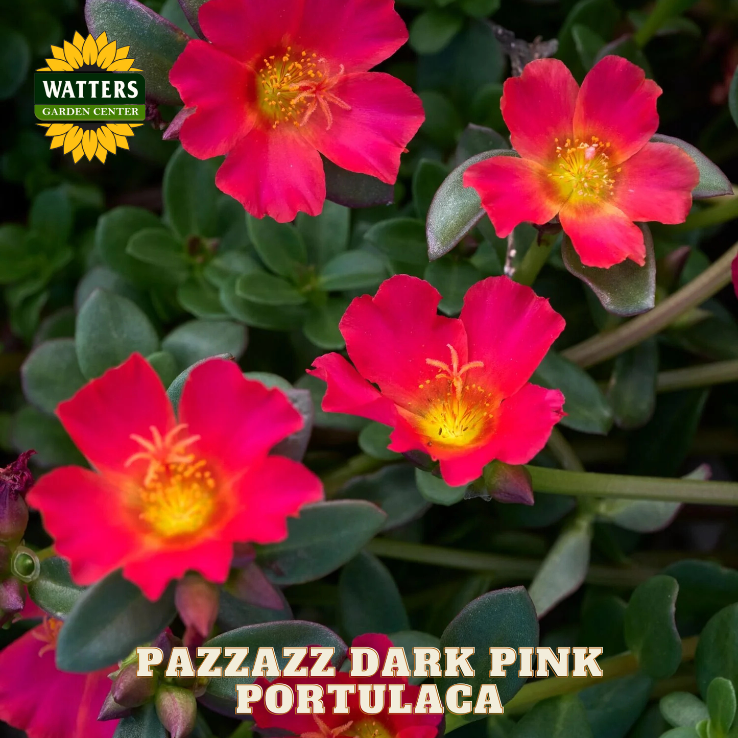 Pazzazz Dark Pink Portulaca flowers with Watters Garden Center logo.