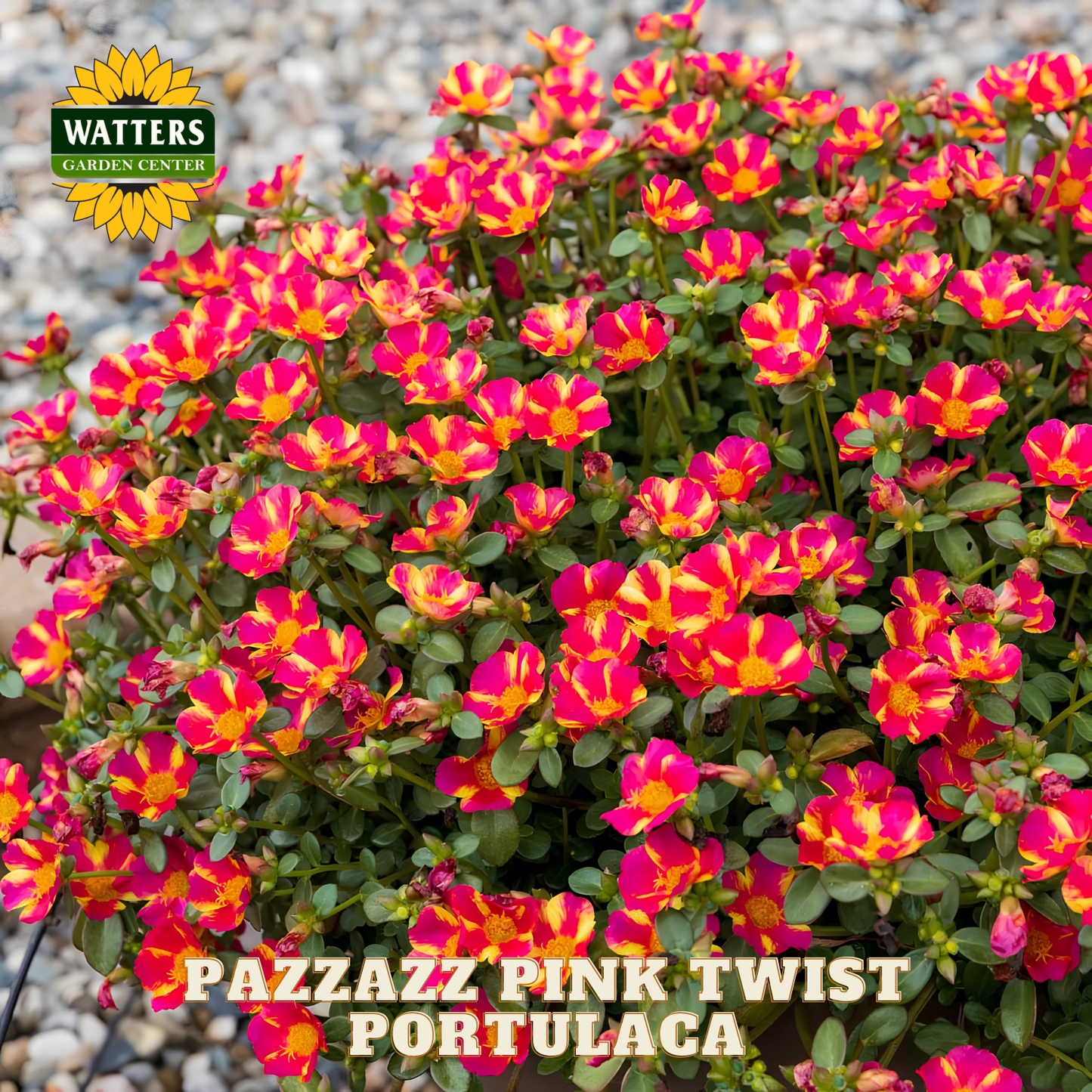 Pazzazz Pink Twist Portulaca flowers with Watters Garden Center logo.