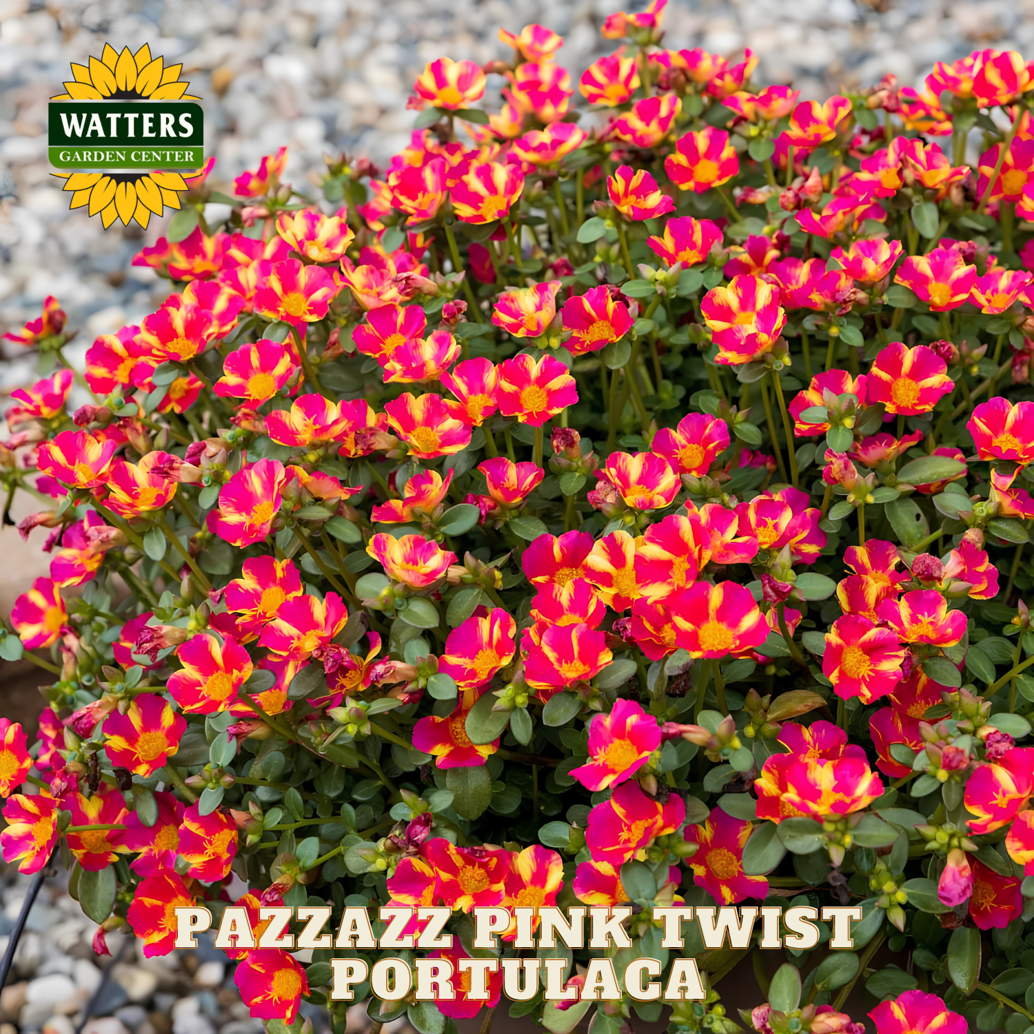 Pazzazz Pink Twist Portulaca flowers with Watters Garden Center logo.