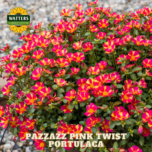 Pazzazz Pink Twist Portulaca flowers with Watters Garden Center logo.
