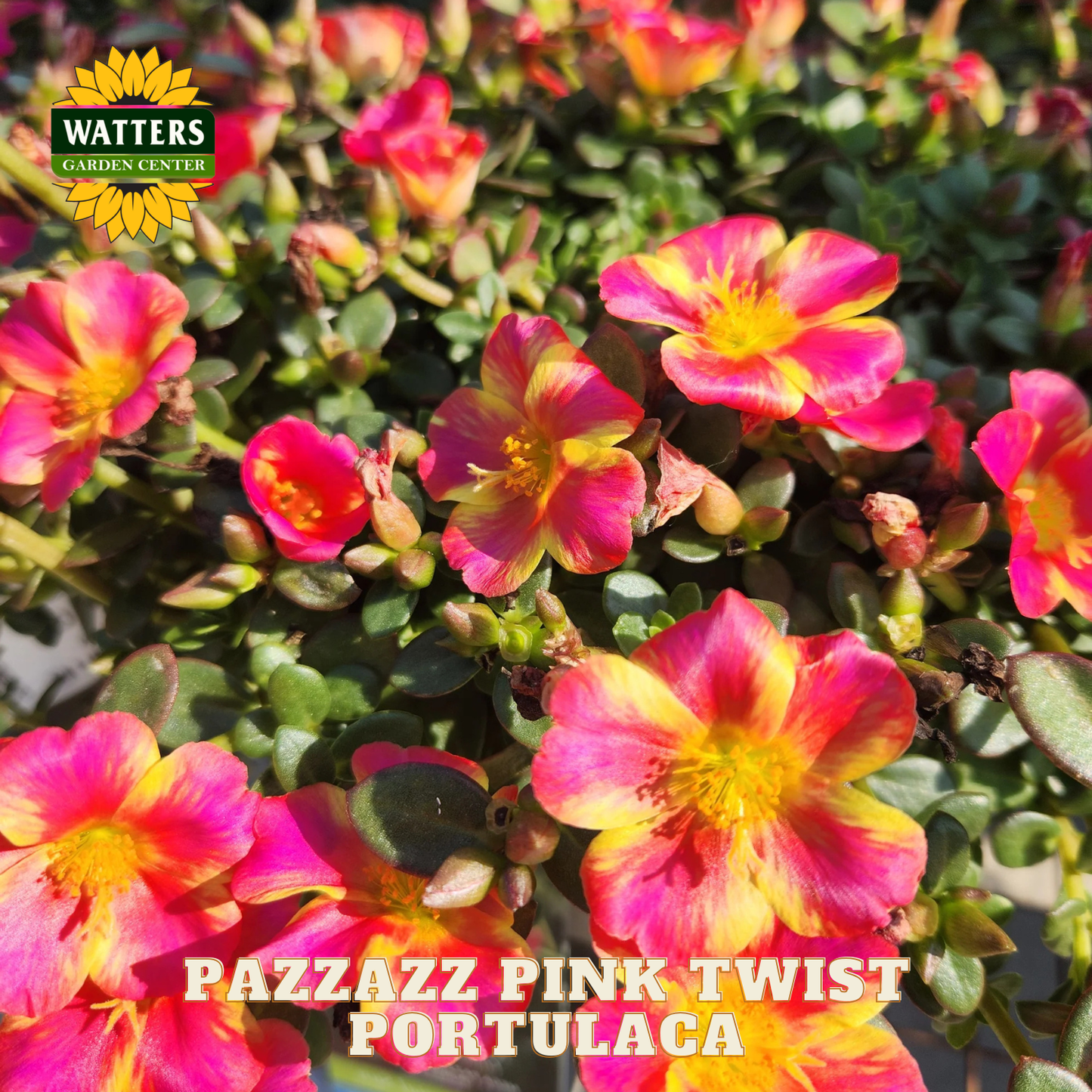 Pazzazz Pink Twist Portulaca flowers with Watters Garden Center logo.