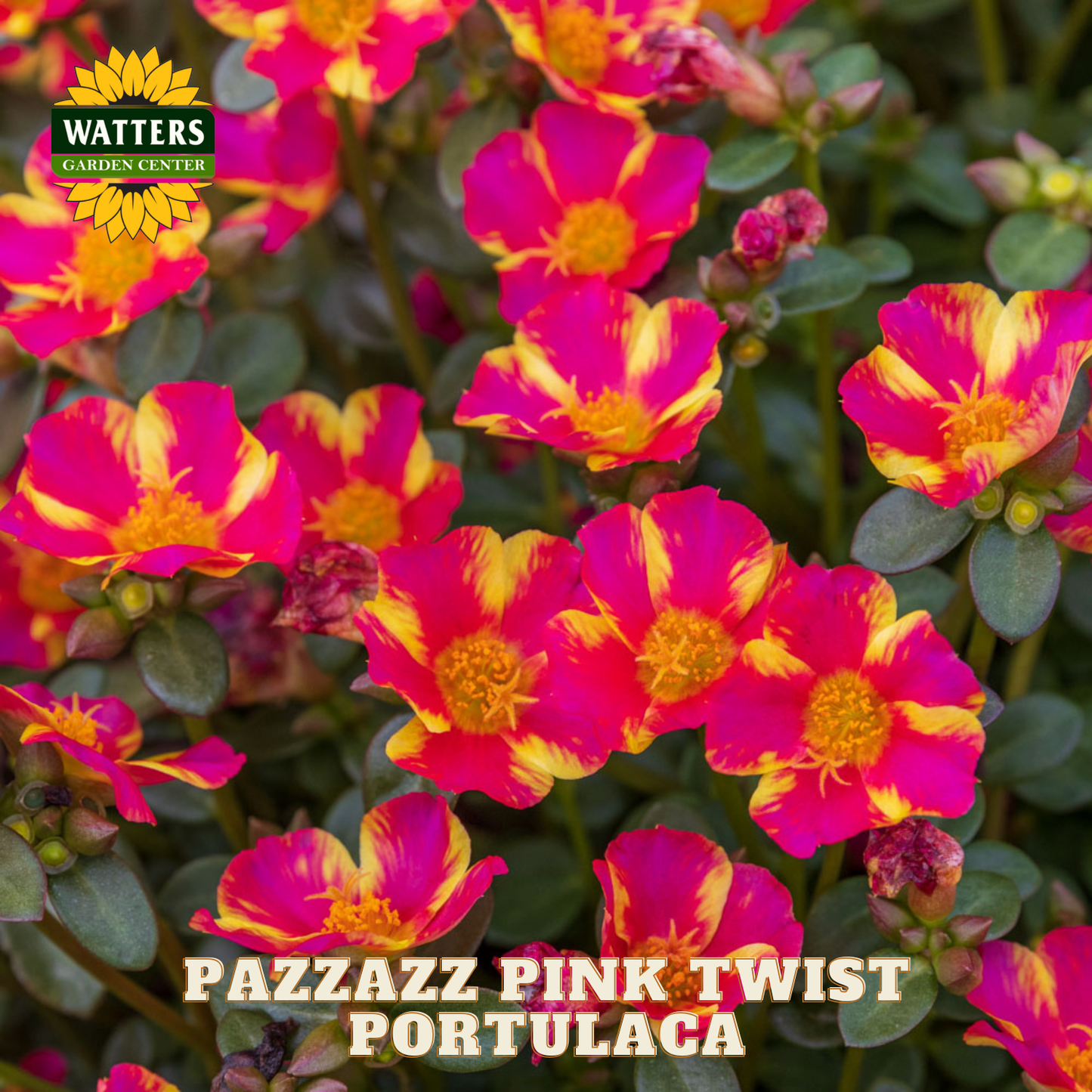 Pazzazz Pink Twist Portulaca flowers with Watters Garden Center logo.