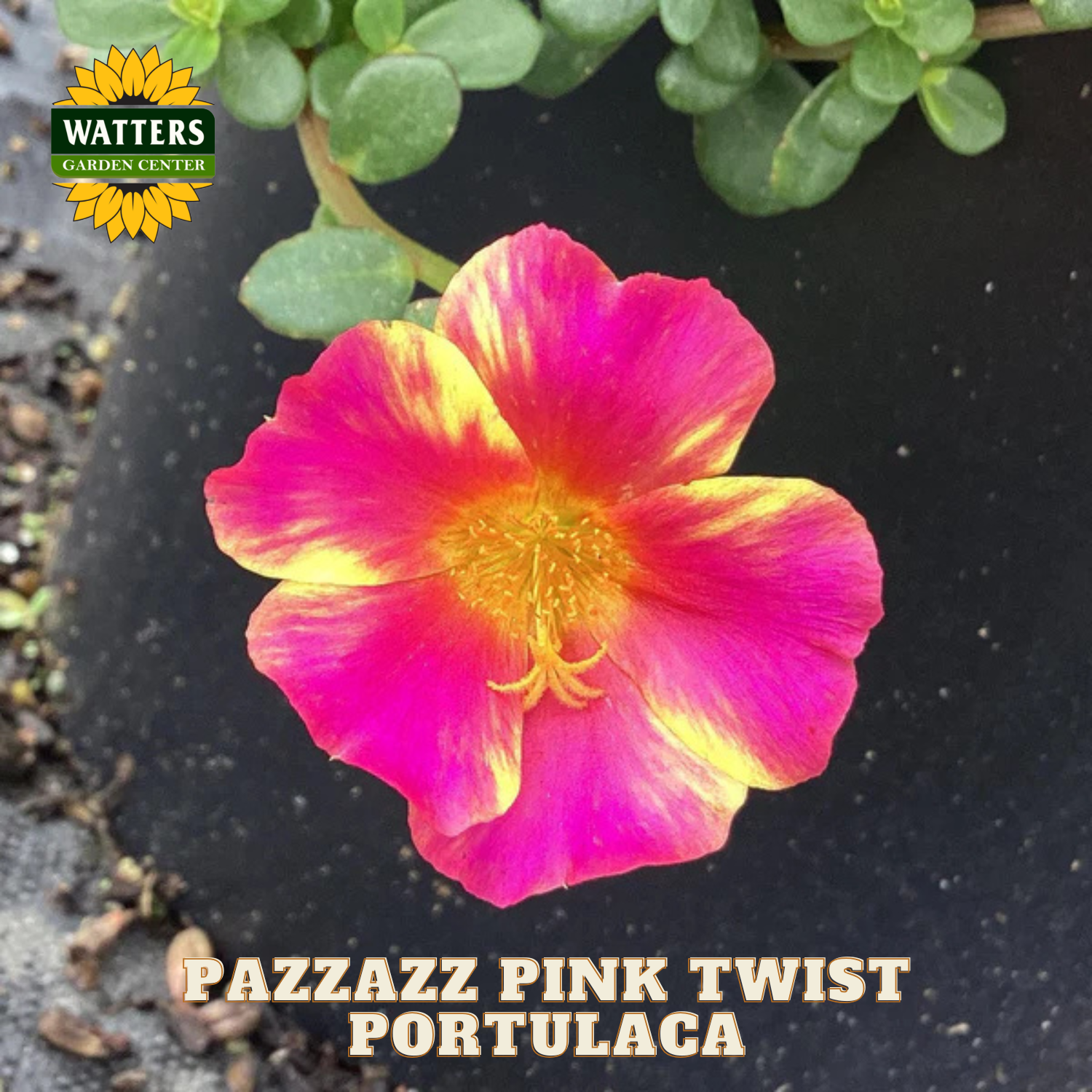 Pink and yellow flower with 'Watters Garden Center' logo and text about 'Pazzazz Pink Twist Portulaca'.