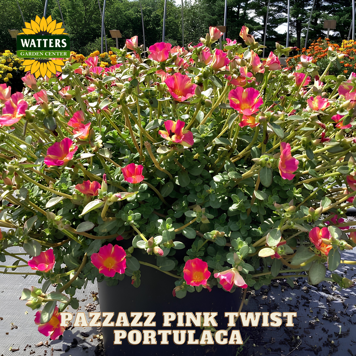 Potted plant with pink flowers labeled 'Fazzazz Pink Twist Portulaca' in a garden setting.