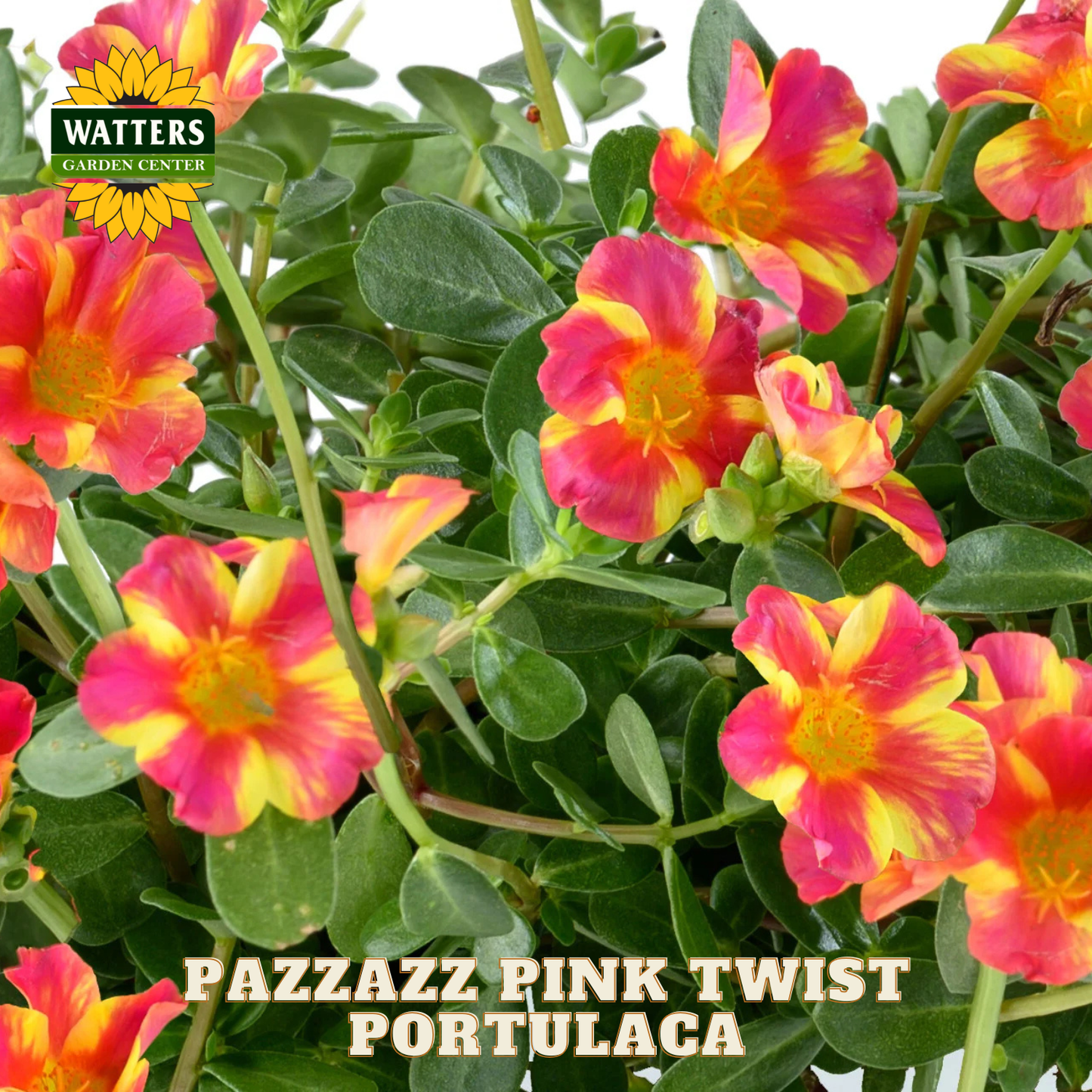 Pazzazz Pink Twist Portulaca flowers with Watters Garden Center branding.