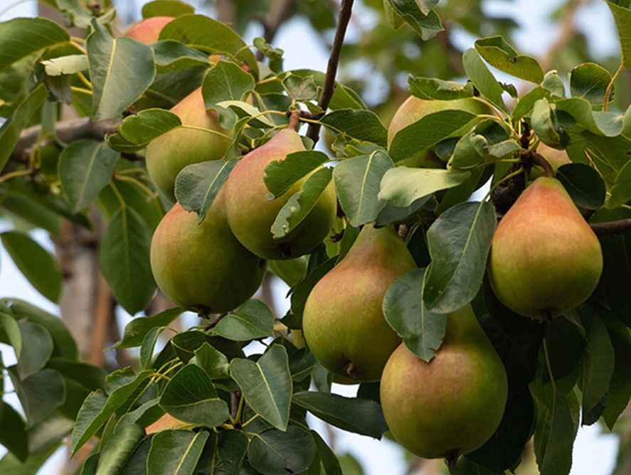 COMICE PEAR TREE 7gal