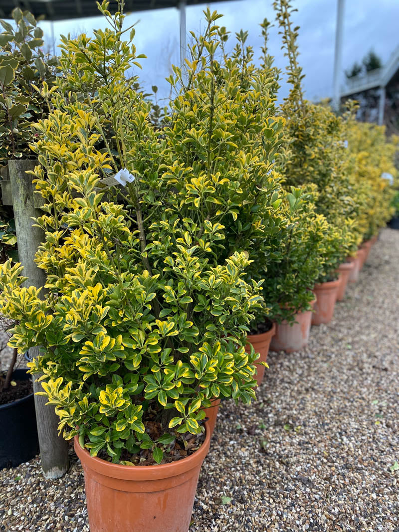 GOLDEN EUONYMUS 3gal