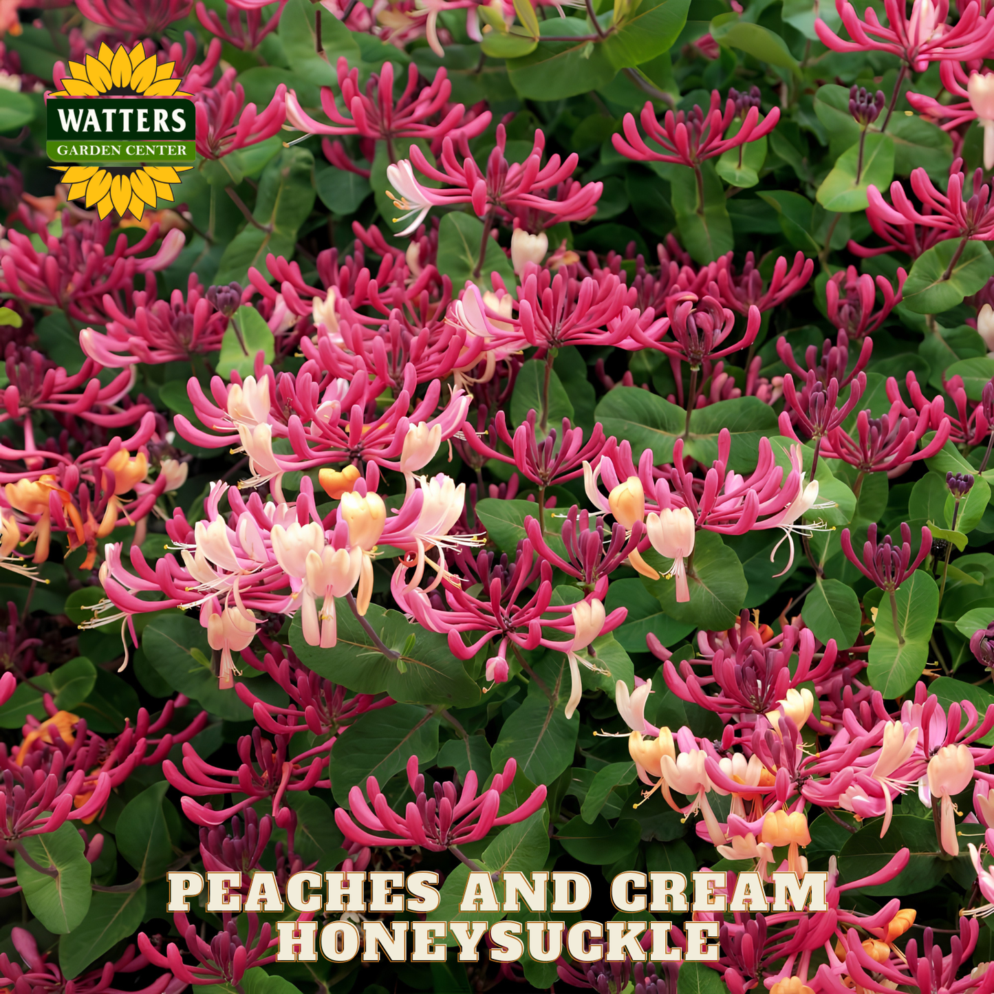 Peaches and Cream Honeysuckle flowers with Watters Garden Center logo.