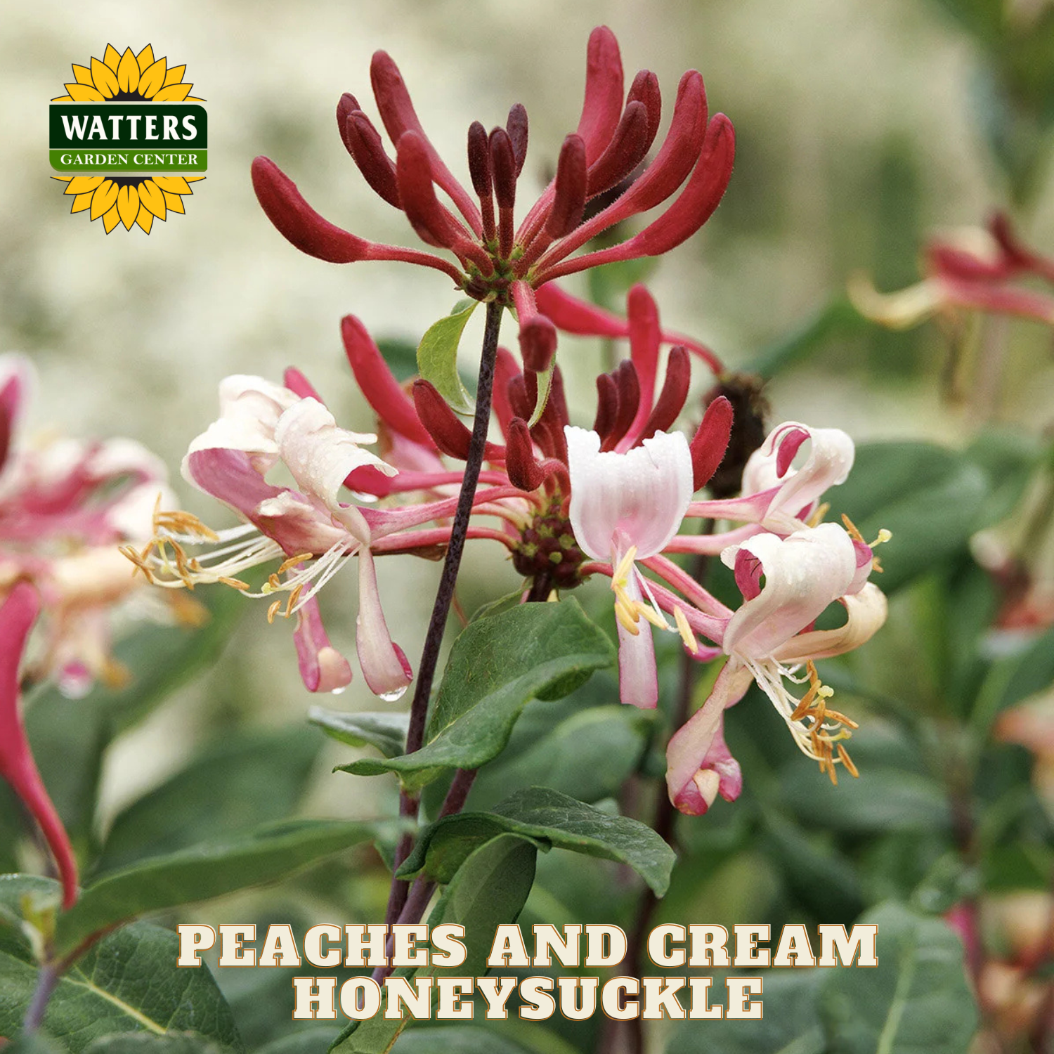 Peaches and Cream Honeysuckle with Watters Garden Center logo