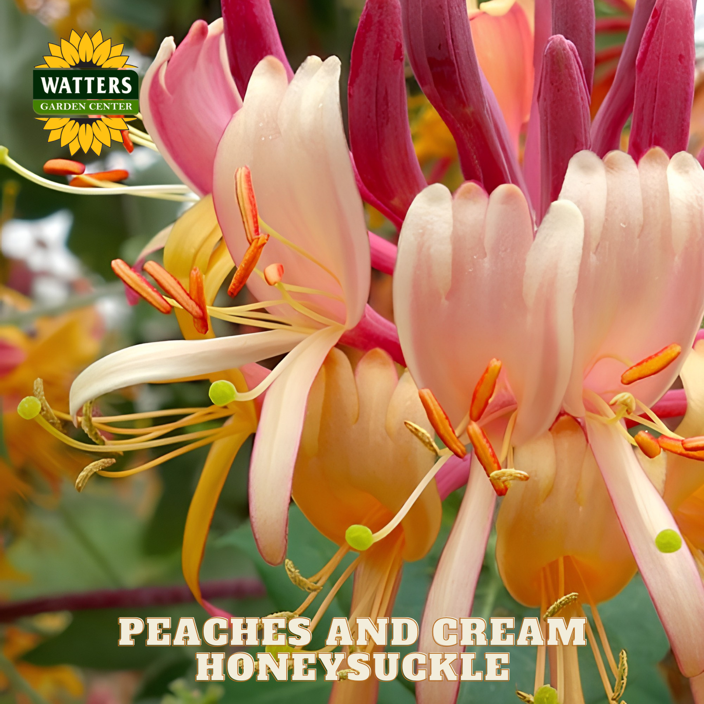 Close-up of peaches and cream honeysuckle flowers with Watters Garden Center branding.