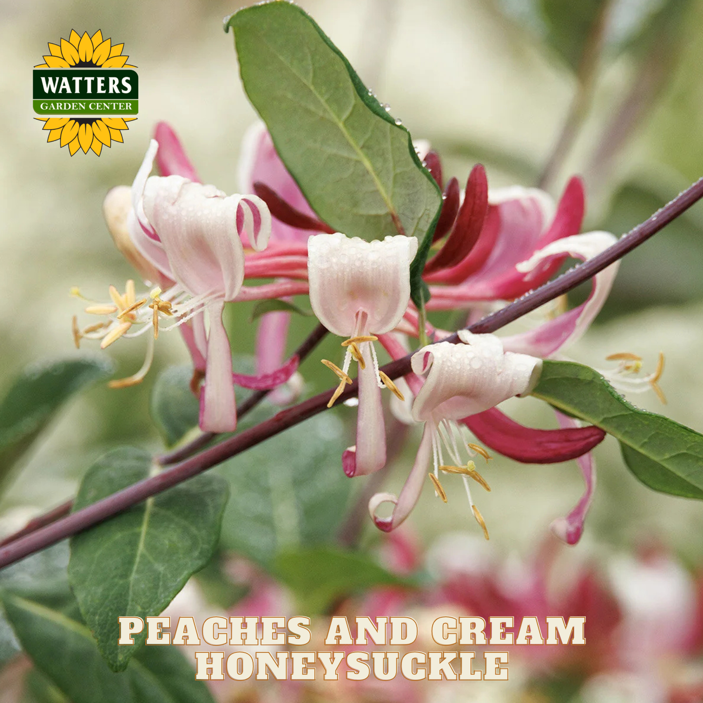 Peaches and Cream Honeysuckle flowers with Watters Garden Center logo.