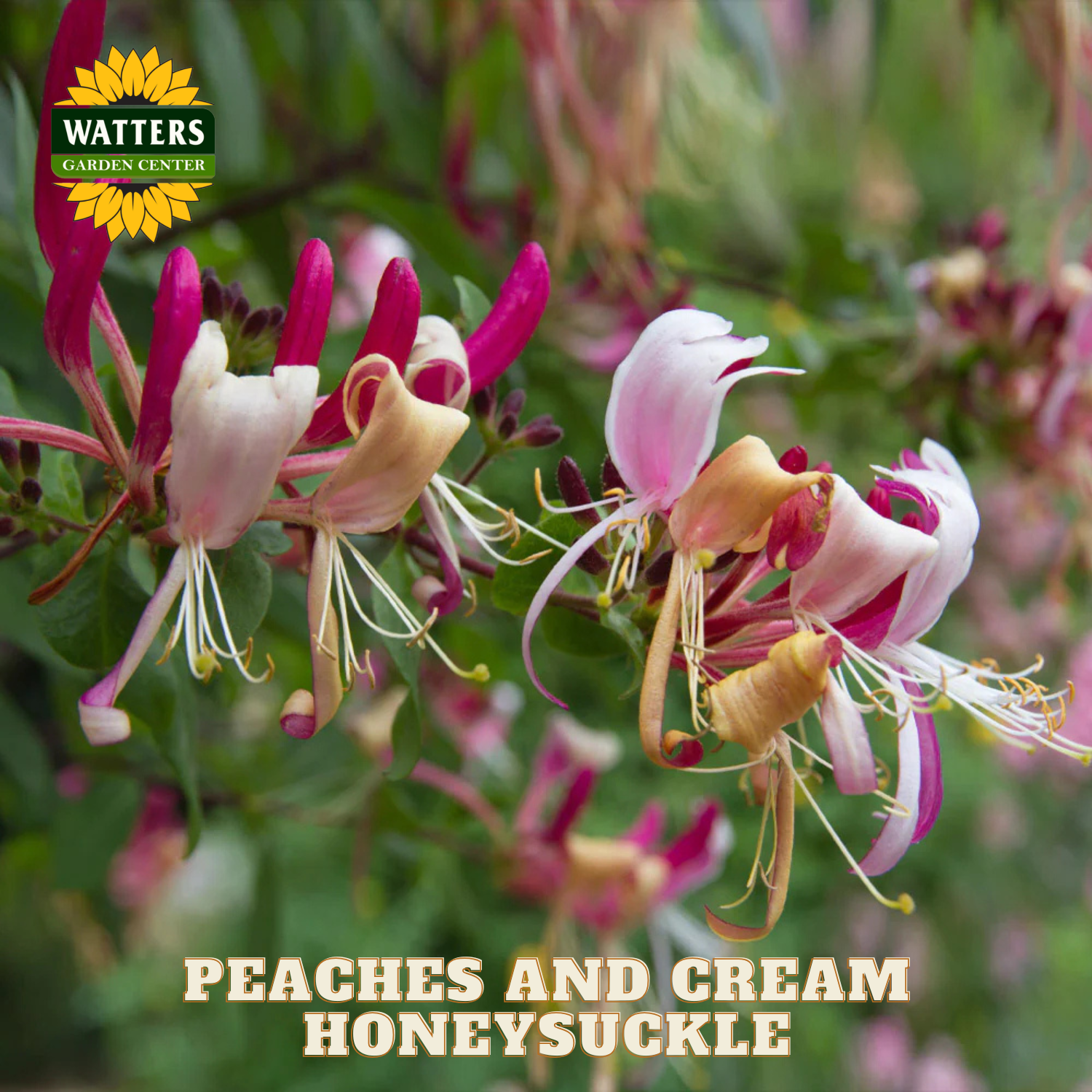Peaches and Cream Honeysuckle flowers with Watters Garden Center logo