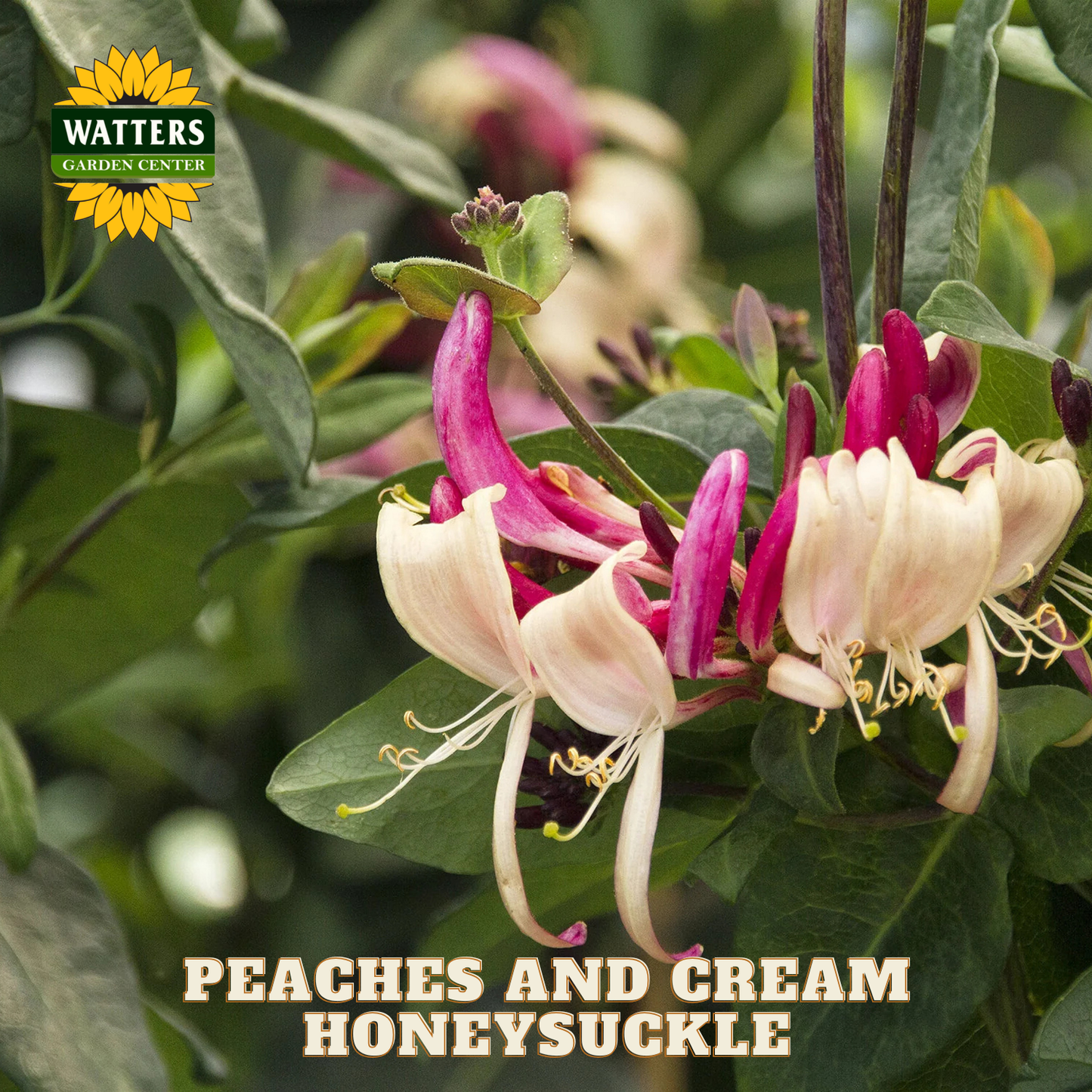 Peaches and Cream Honeysuckle flowers with Watters Garden Center logo.