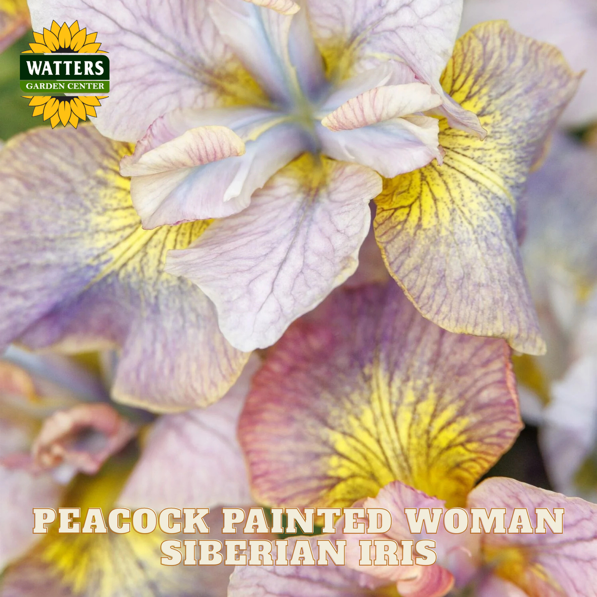 Close-up of peacock painted woman Siberian iris flowers with pale lavender, pink, and yellow petals. A Watters Garden Center logo appears in the top left, and text at the bottom reads 'PEACOCK PAINTED WOMAN SIBERIAN IRIS'.
