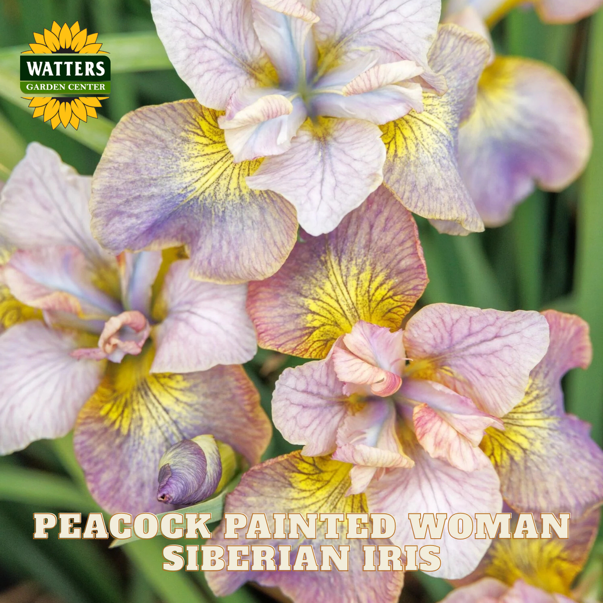 Close-up of peacock painted woman Siberian iris flowers with pale pink, lavender, and yellow petals, green foliage in the background, and a Watters Garden Center logo with text overlay.