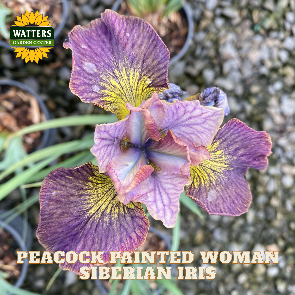 A close-up of a Siberian iris flower with purple and lavender petals featuring yellow and cream painted markings, growing in a potted garden bed. The Watters Garden Center logo is in the top-left corner, and text at the bottom reads 'PEACOCK PAINTED WOMAN SIBERIAN IRIS'.