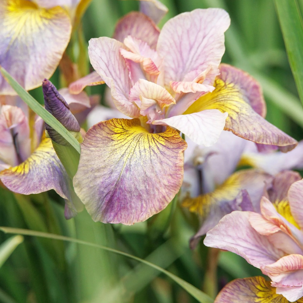 Close-up of pale pink and lavender iris flowers with yellow centers growing among green leaves.