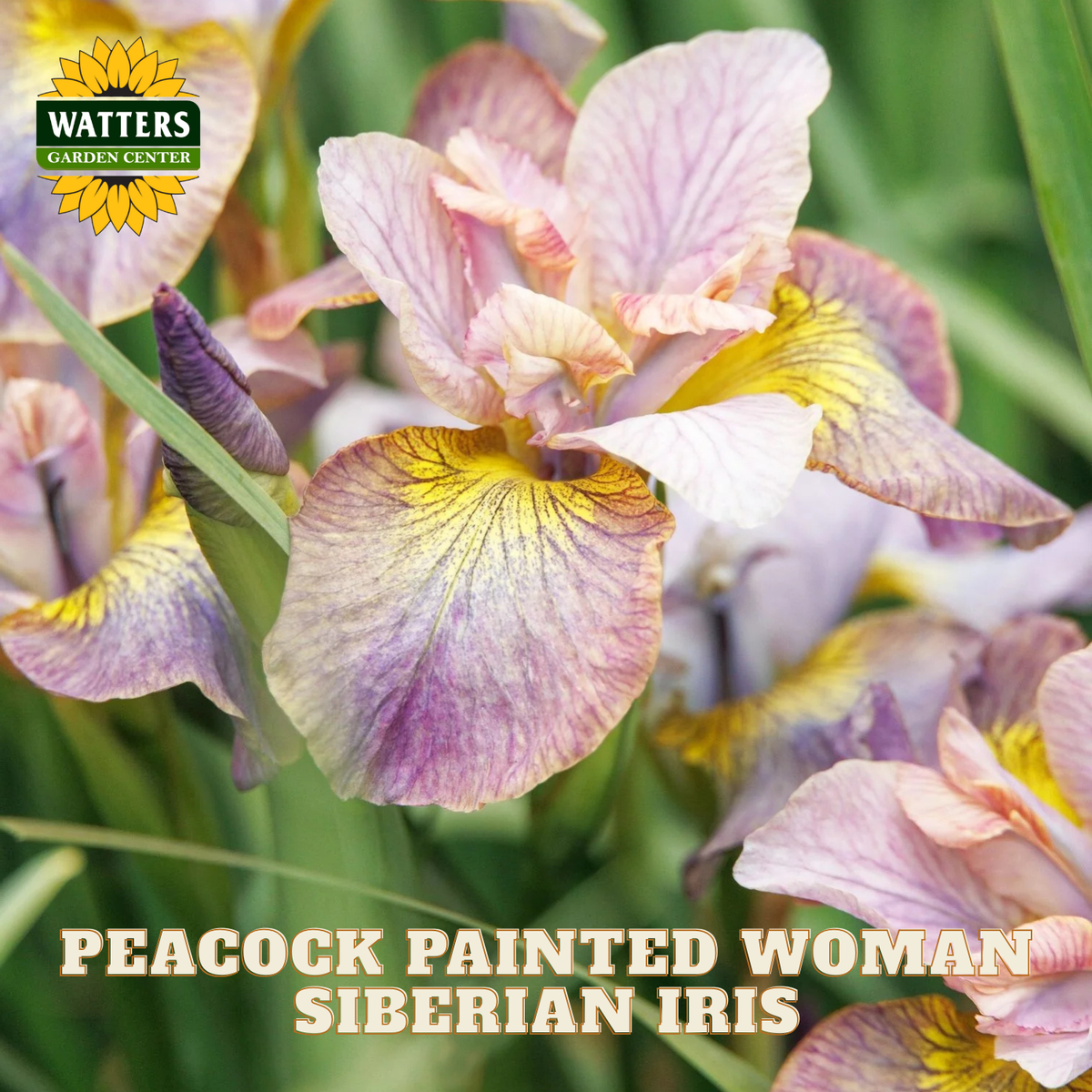 Close-up of a Siberian iris flower with pale pink, lavender, and yellow petals, growing among green leaves. The Watters Garden Center logo appears in the top left, and the text 'PEACOCK PAINTED WOMAN SIBERIAN IRIS' is shown at the bottom.
