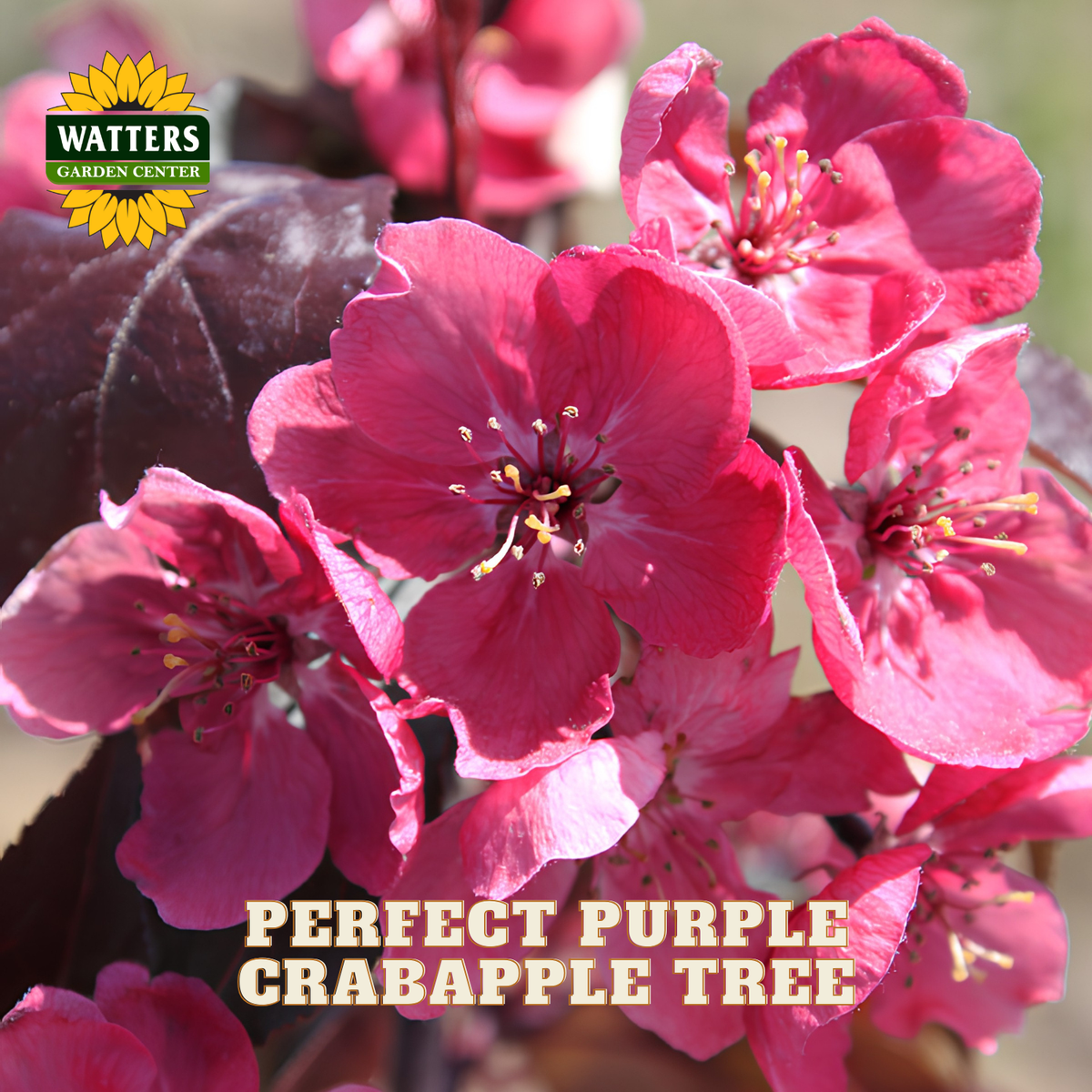 Close-up of bright pink-purple crabapple flowers on a tree with dark leaves, with the text 'PERFECT PURPLE CRABAPPLE TREE' and a Watters Garden Center logo.