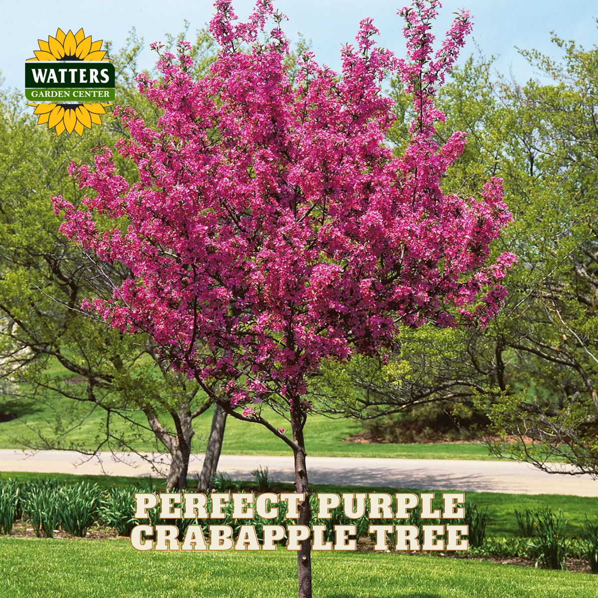 A flowering crabapple tree in full bloom with bright pink-purple blossoms, shown outdoors in a landscaped yard with grass, trees, and a sky background. The Watters Garden Center logo appears in the top left, and the text 'PERFECT PURPLE CRABAPPLE TREE' appears at the bottom.