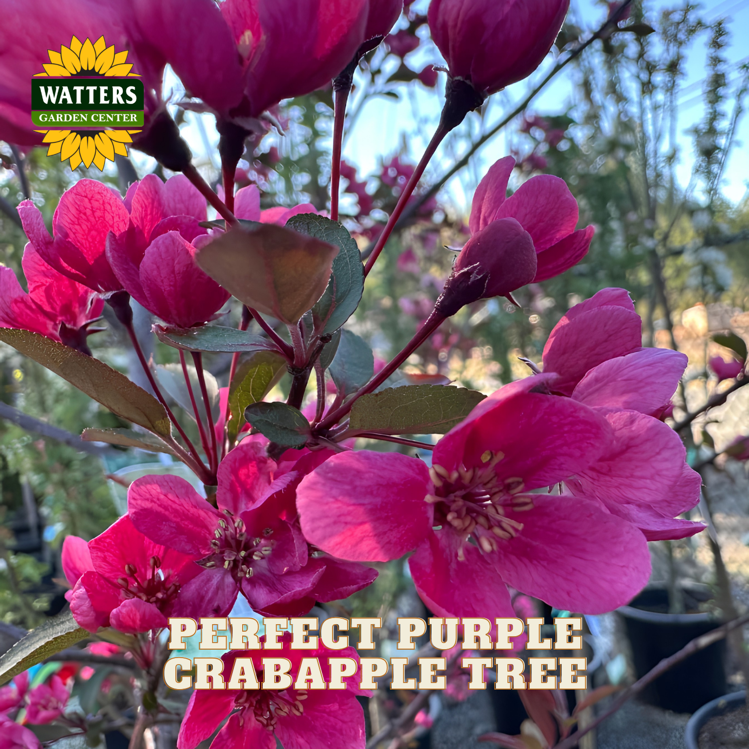 Close-up of bright pink-purple crabapple blossoms on a tree branch, with the text 'PERFECT PURPLE CRABAPPLE TREE' and a 'WATTERS GARDEN CENTER' logo overlay.