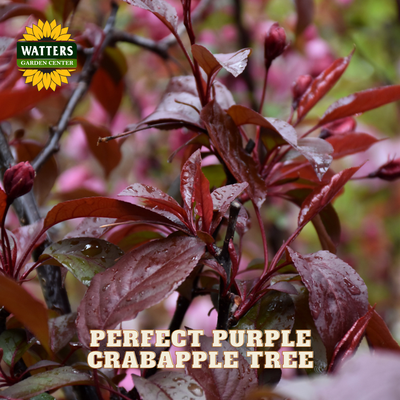 Close-up of a crabapple tree with dark reddish-purple leaves and small buds, with the text 'PERFECT PURPLE CRABAPPLE TREE' and a Watters Gardens Center logo.