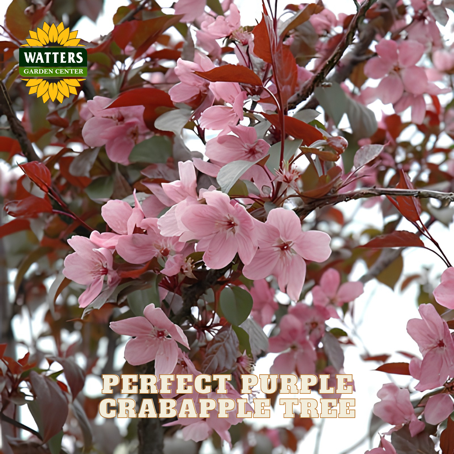 Pink and burgundy crabapple blossoms on a tree branch with text reading 'PERFECT PURPLE CRABAPPLE TREE' and a Watters Garden Center logo in the top left.