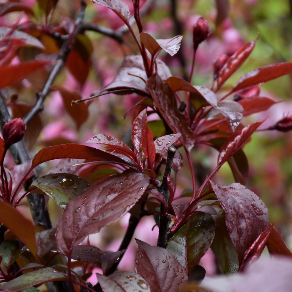 Close-up of a plant branch with glossy dark reddish-purple leaves and small flower buds, photographed outdoors with a softly blurred pink and green background.