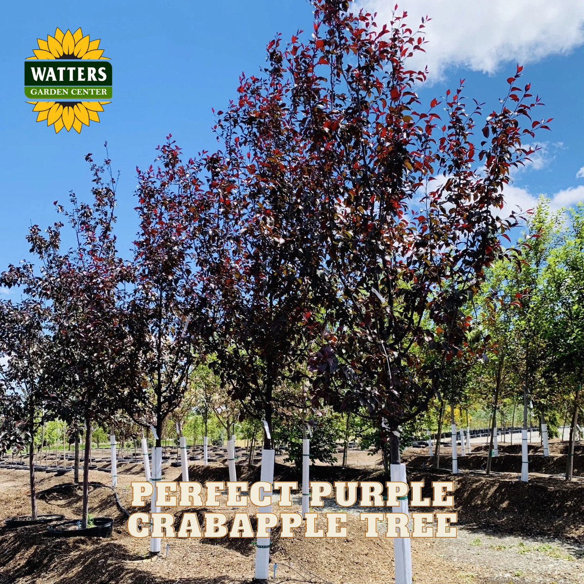 A row of young crabapple trees with dark purple foliage in a nursery setting under a blue sky. The Watters Garden Center logo is in the top-left corner, and the text 'PERFECT PURPLE CRABAPPLE TREE' is overlaid near the bottom.