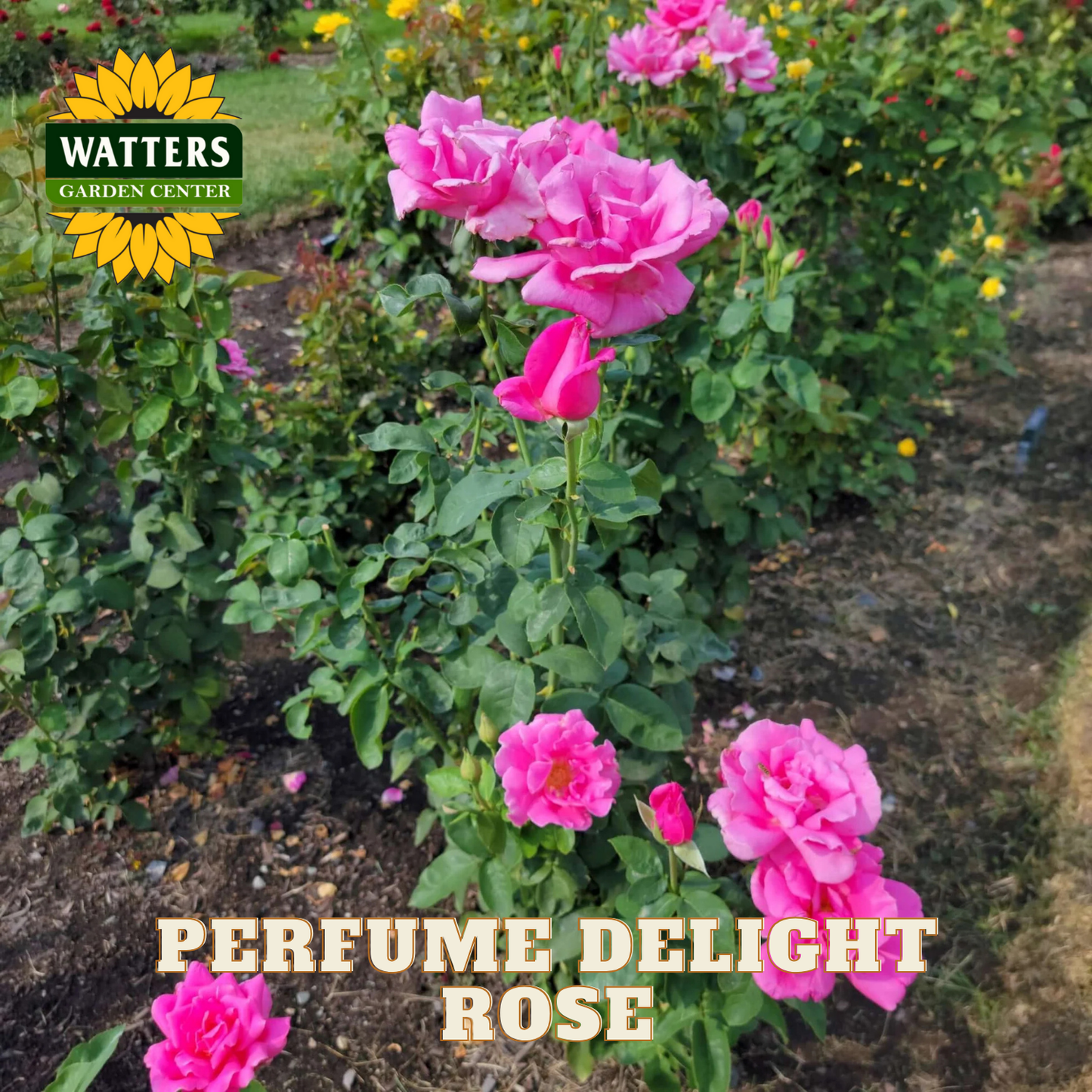 Pink roses in a garden with Watters Garden Center branding.