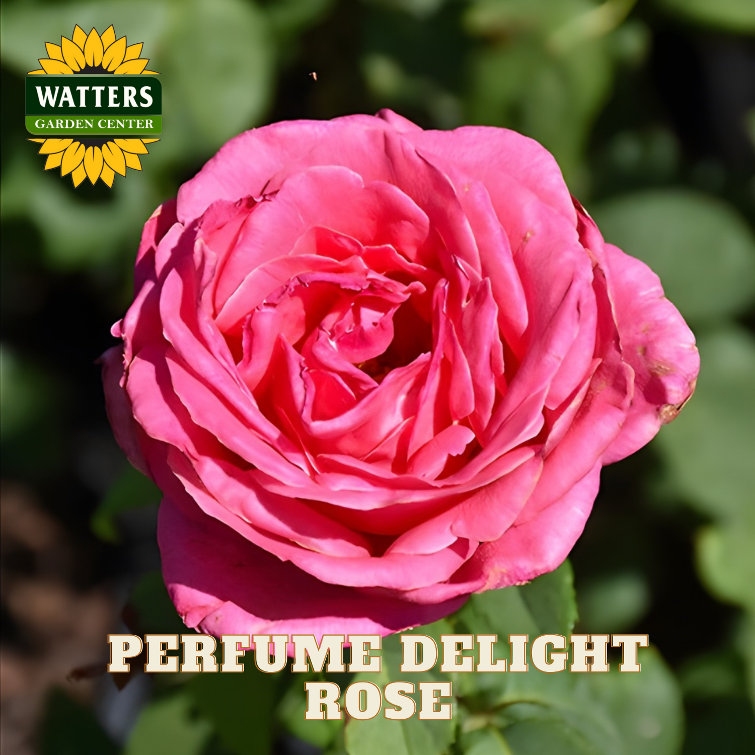 Pink rose with 'Watters Garden Center' logo and 'Perfume Delight Rose' text.