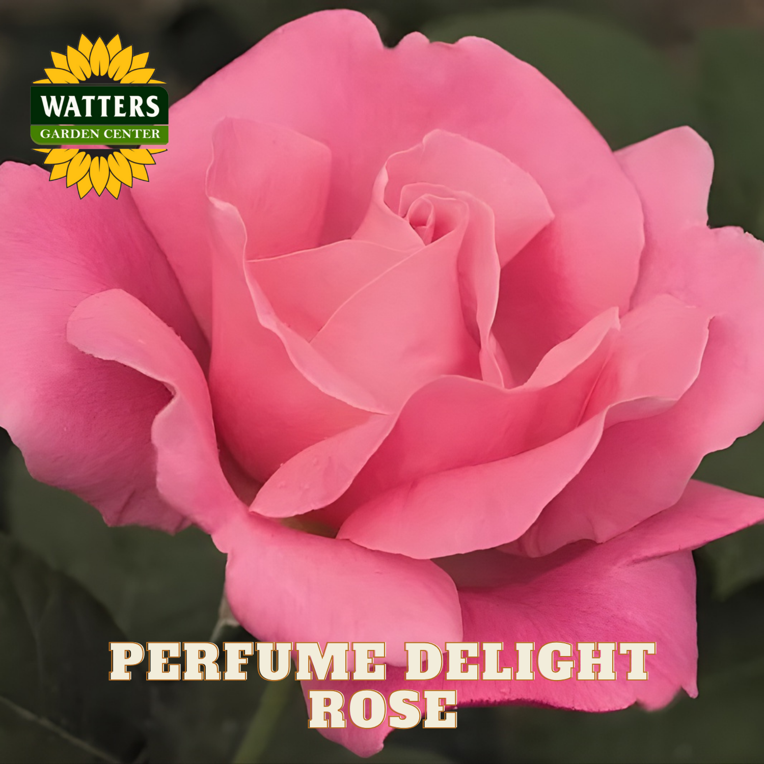 Pink rose with 'Watters Garden Center' logo and 'Perfume Delight Rose' text.