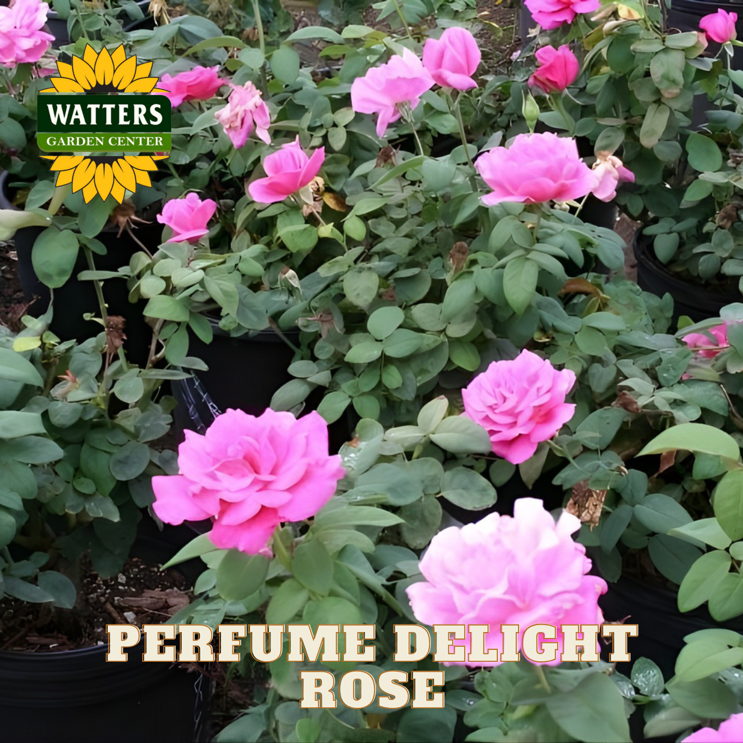 Pink roses with green leaves and Watters Garden Center branding.