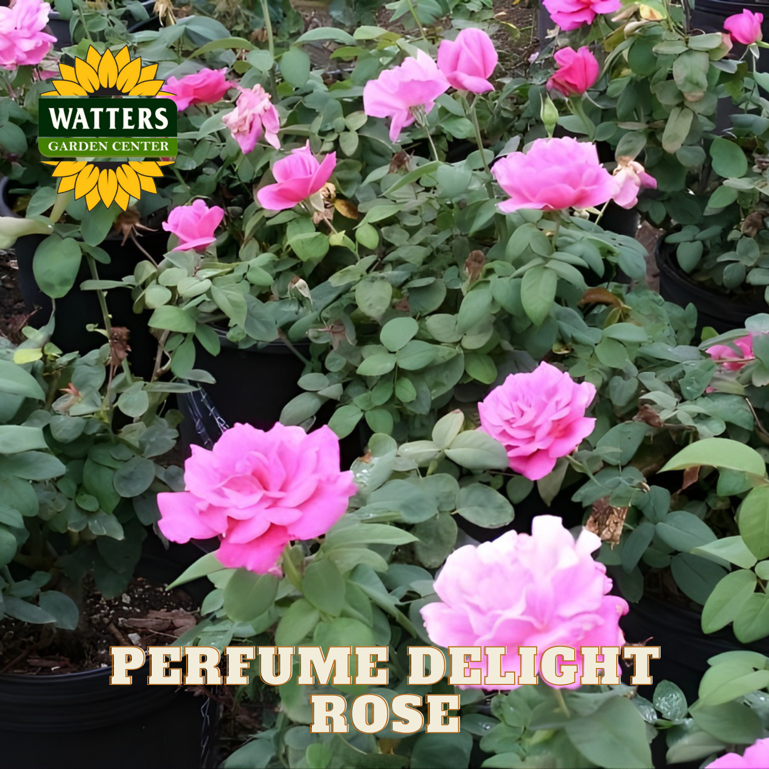 Pink roses with green leaves and Watters Garden Center branding.
