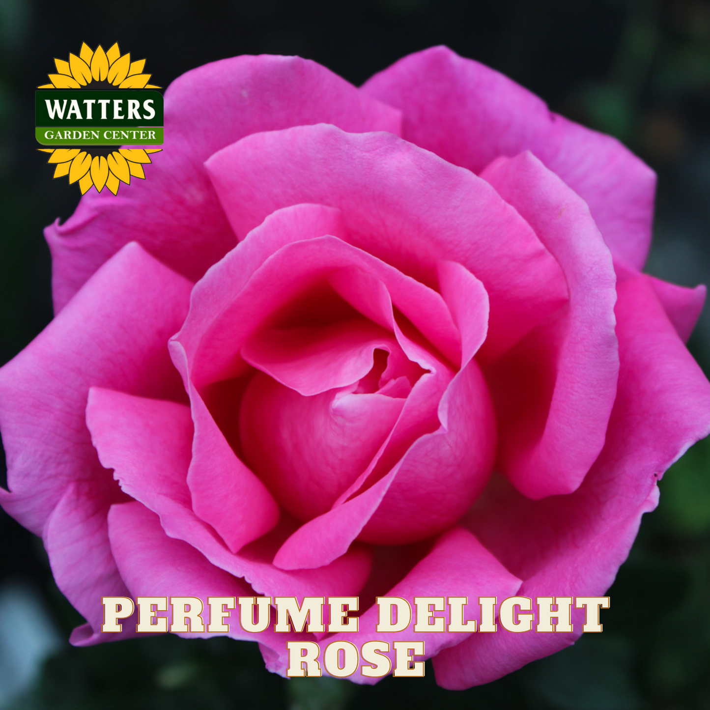 Close-up of a pink rose with 'Watters Garden Center' logo and 'Perfume Delight Rose' text.