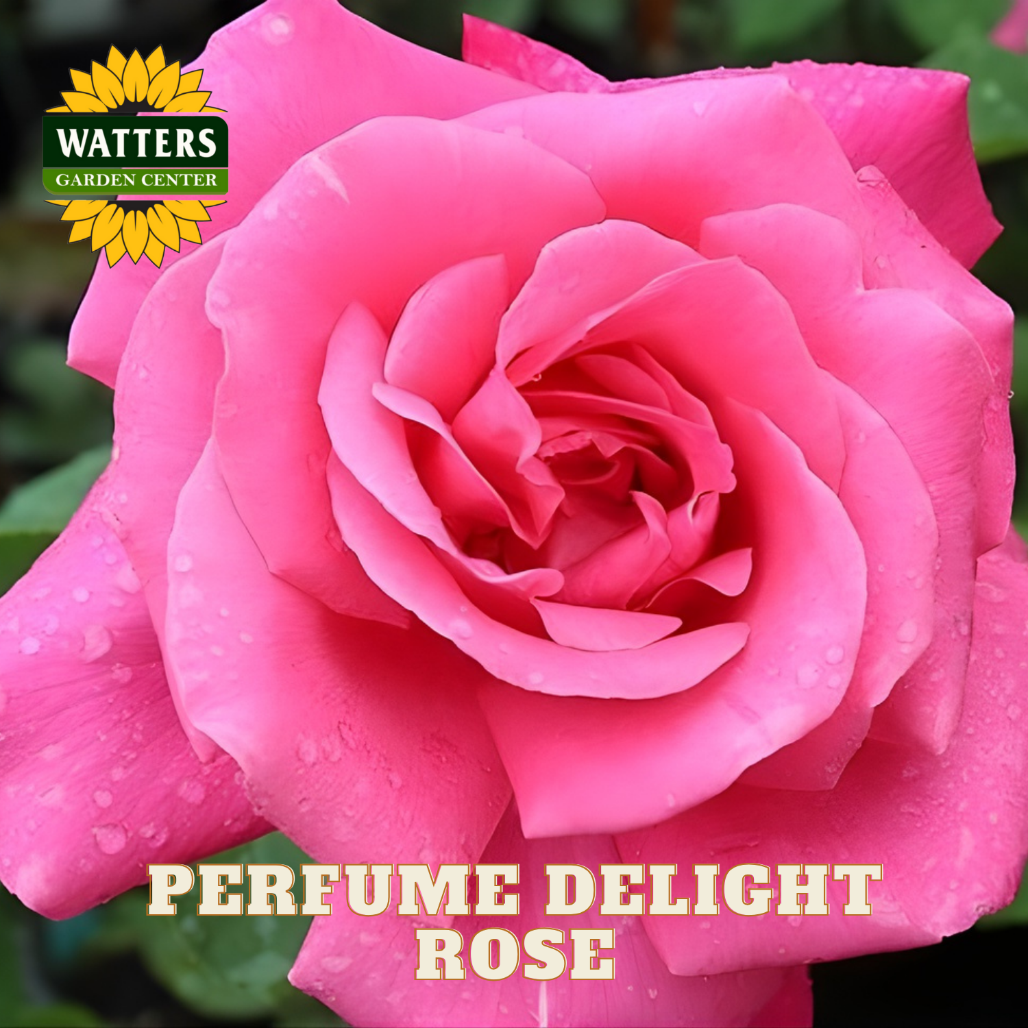 Pink rose with water droplets and 'Watters Garden Center' logo, featuring 'Perfume Delight Rose'.