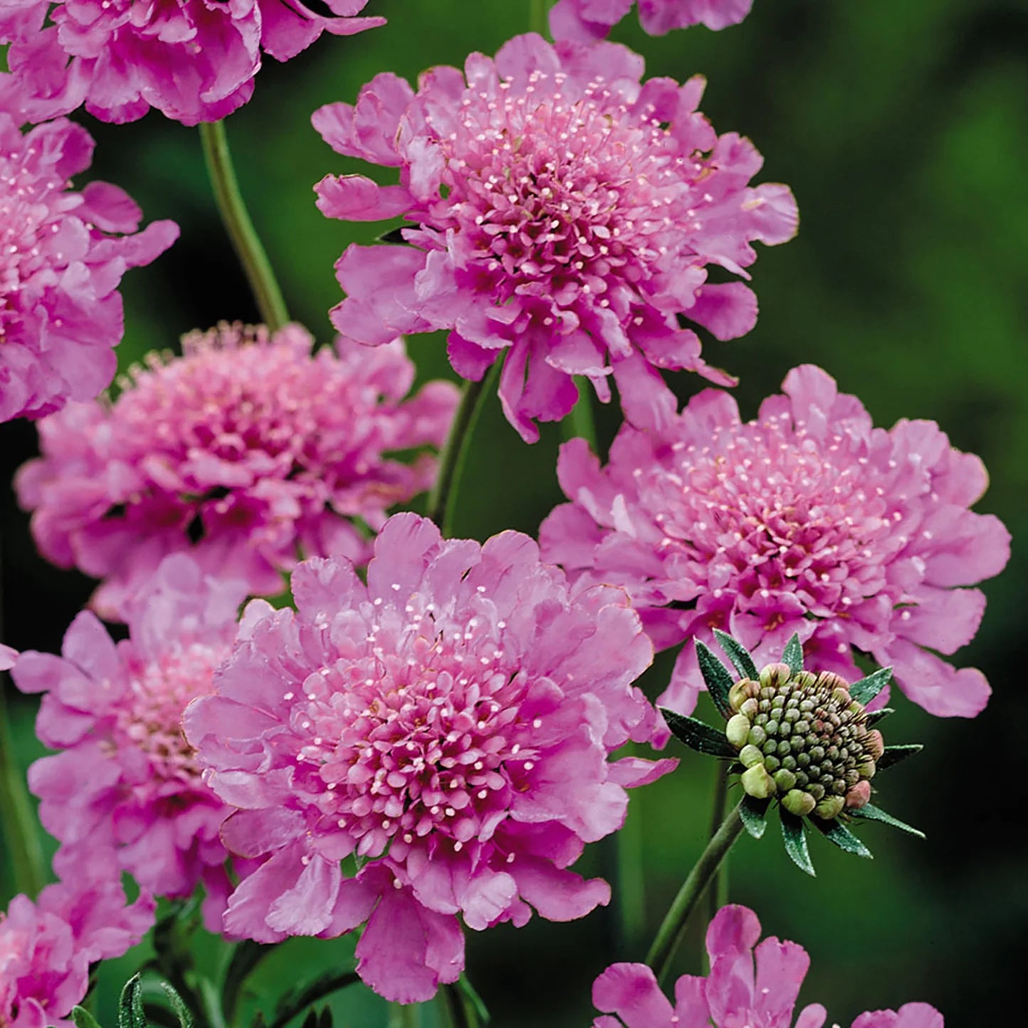 FLUTTER ROSE PINK PINCUSHION FLOWER 1gal