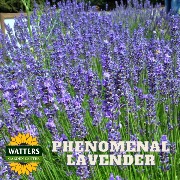 PHENOMENAL LAVENDER 1gal – Watters Garden Center