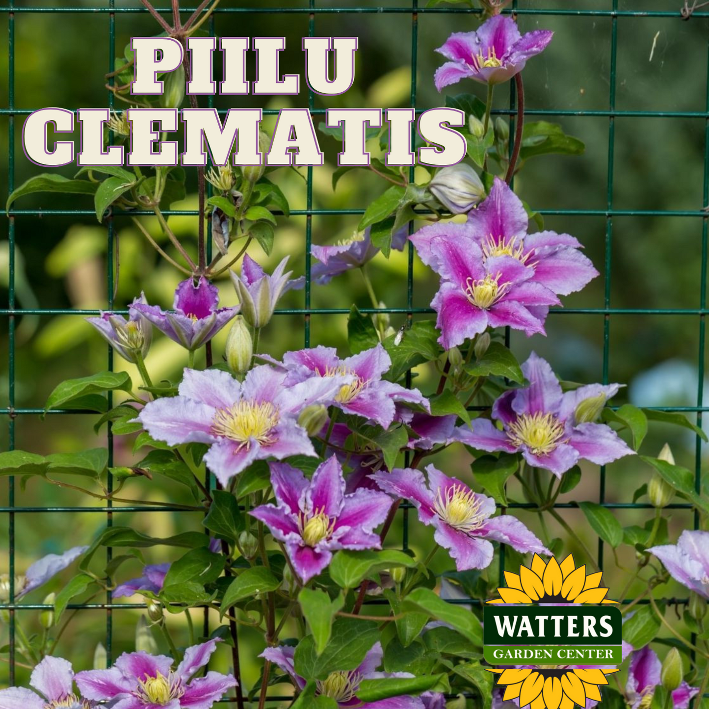 PIILU CLEMATIS 2gal