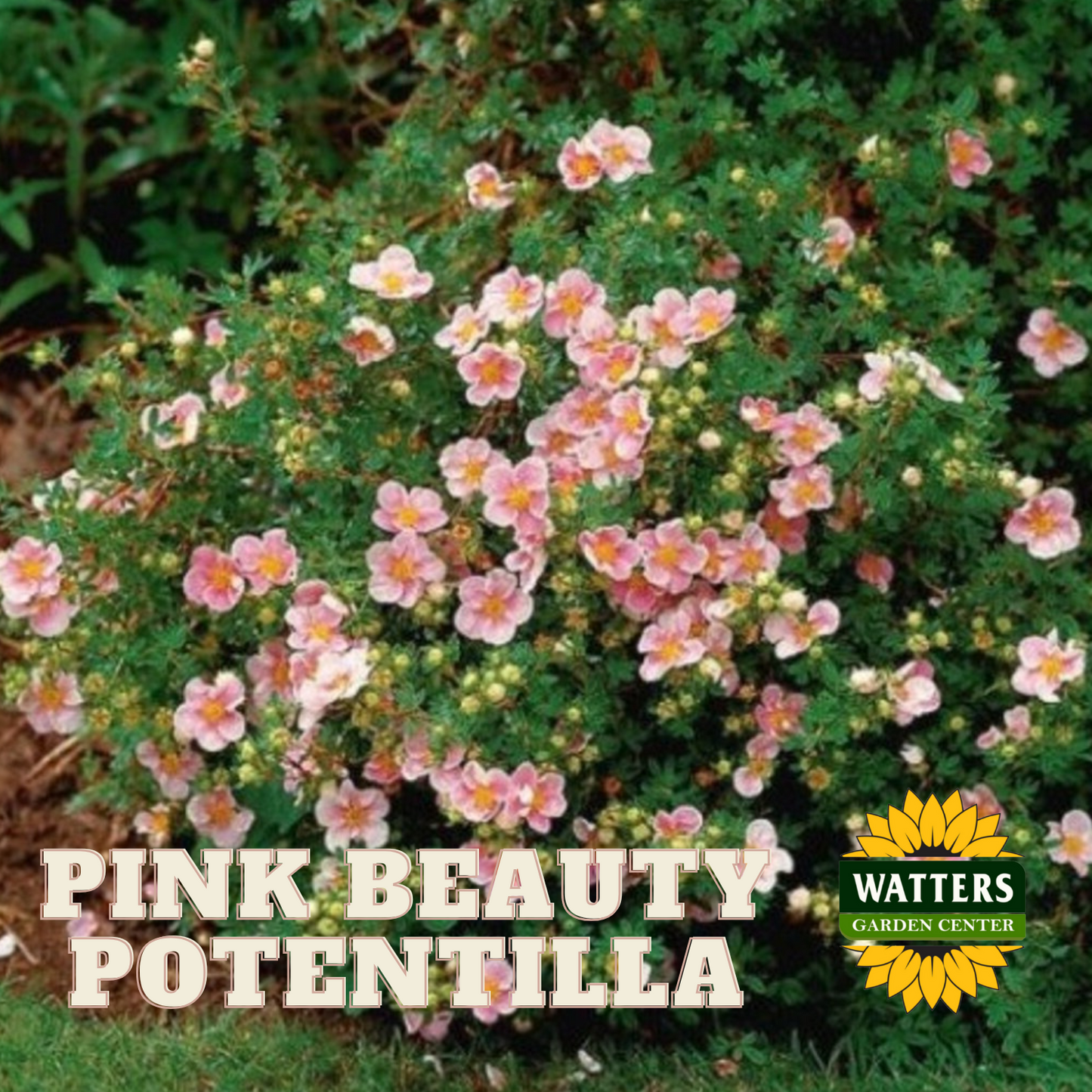 PINK BEAUTY POTENTILLA 2gal