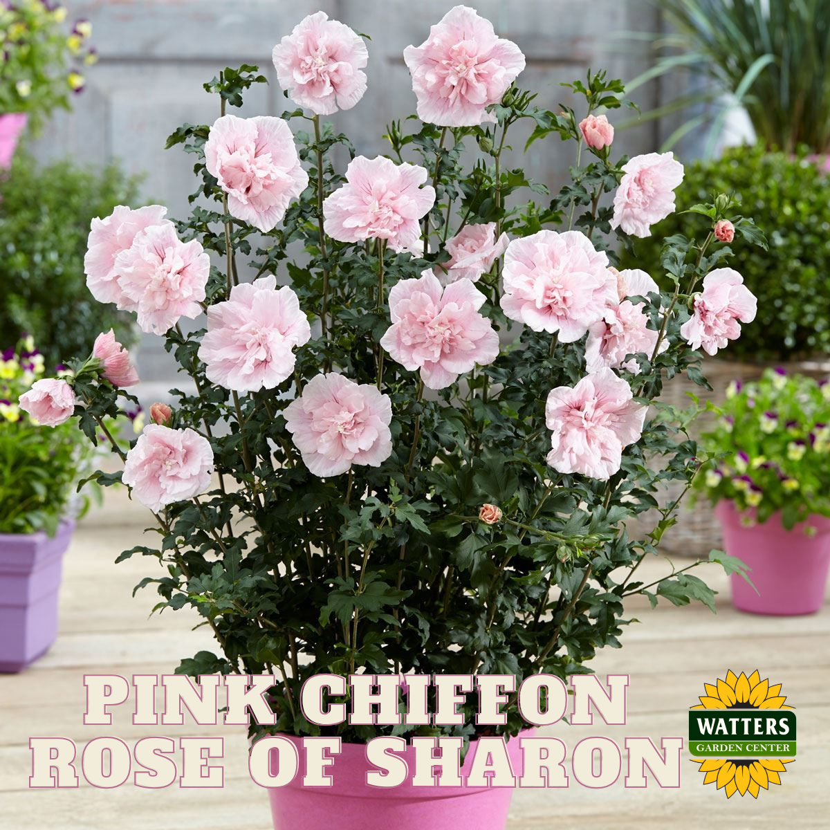 PINK CHIFFON ROSE OF SHARON HIBISCUS 2gal