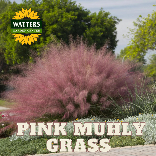 PINK MUHLY GRASS 5gal