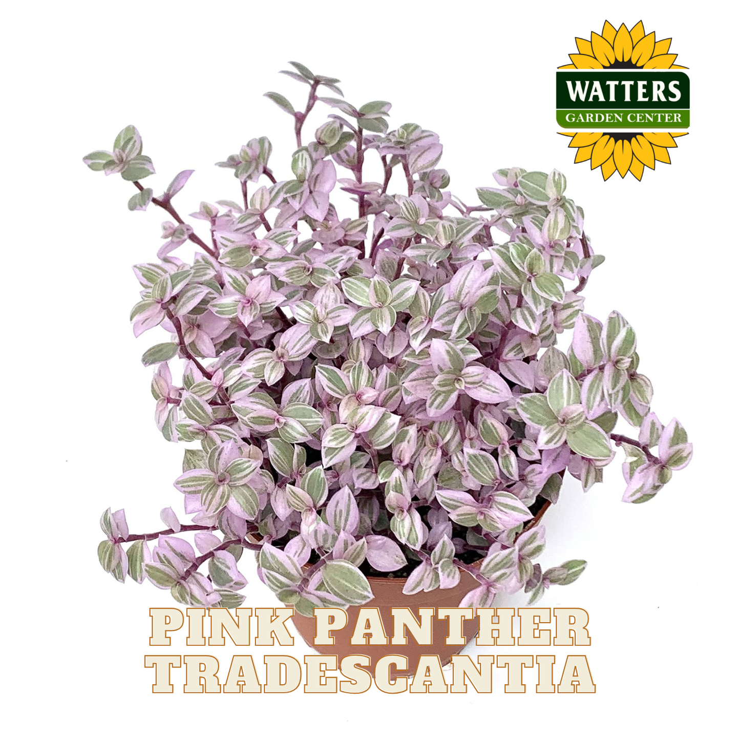 Pink Panther Tradescantia plant with Watters Garden Center logo on a white background