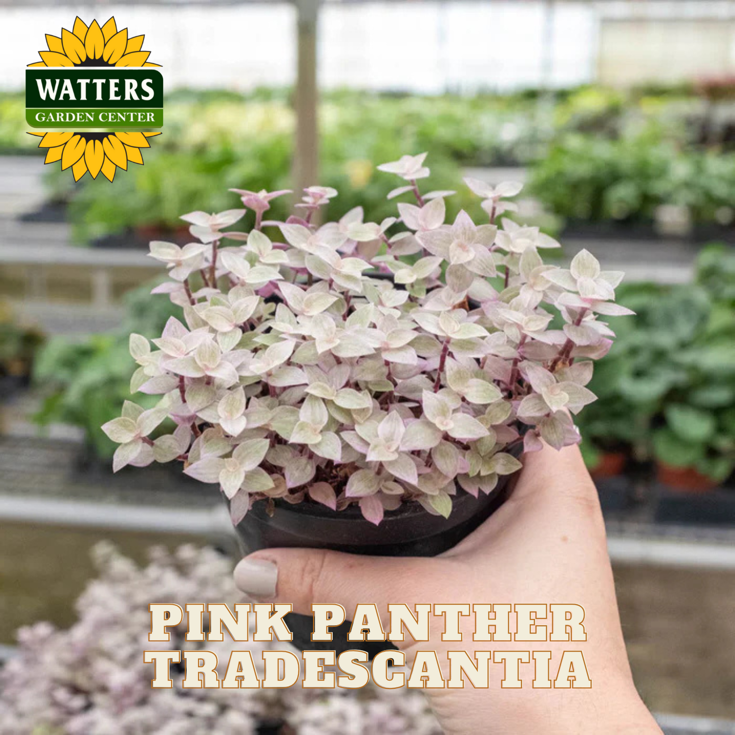 Hand holding a pink panther tradescantia plant with Watters Garden Center branding.