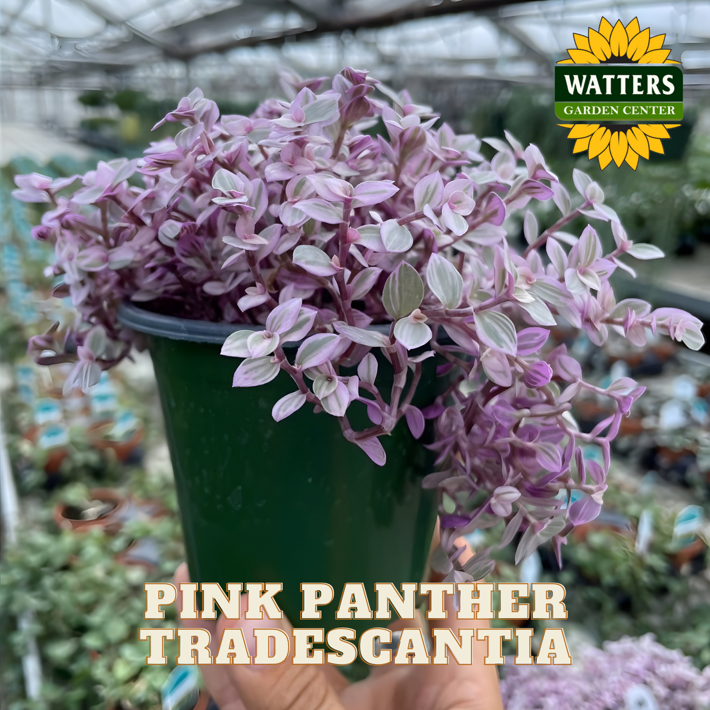 Pink Panther Tradescantia plant in a green pot with Watters Garden Center logo.