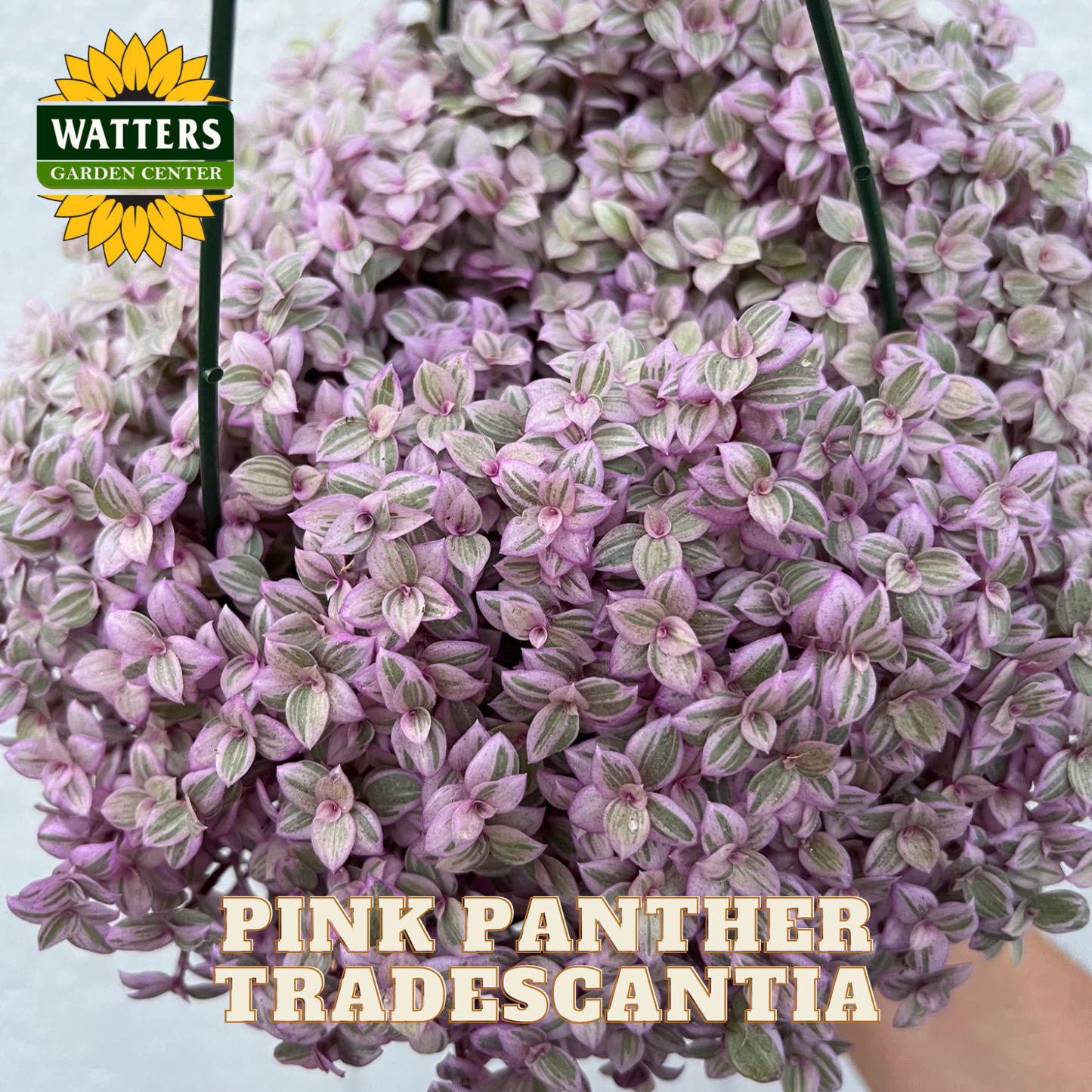 Pink Panther Tradescantia plant with Watters Garden Center logo
